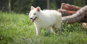 Khaleesi Joins Real-Life Dire Wolf Pack Inspired by Game of Thrones in New Video